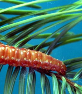 Caterpillar Pest Control - Croach - Kirkland, WA - Western Spruce Budwormjpg