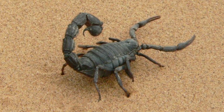 poisonous venomous croach pest pests frightening
