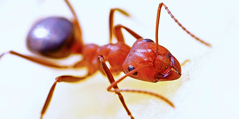 types of winged ants with long stingers