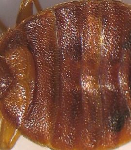 Bed Bugs Pest Control - Croach - Kirkland, WA - Close up of bed bug