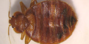 Bed Bugs Pest Control - Croach - Kirkland, WA - Close up of bed bug
