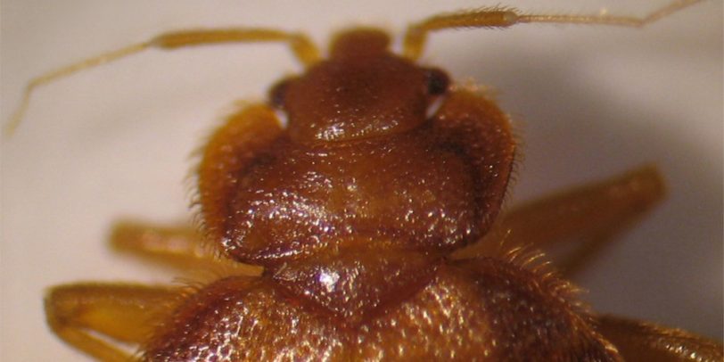 Pest Control - Croach - Kirkland, WA - Close up of bed bug head