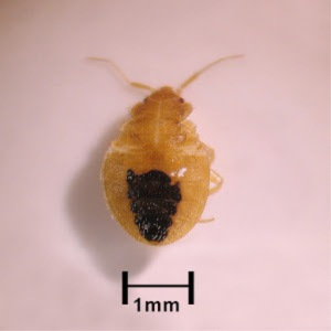 Pest Control of Bed Bugs - Croach - Kirkland, WA - Close up of immature bed bug nymphal