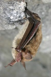 Bat Pest Control - Croach - Kirkland, WA - Bat Hanging in Cave