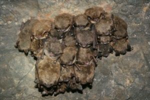 Bat Pest Control - Croach - Kirkland, WA - Hibernating Bats