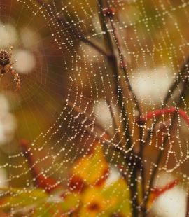 Pest Control Checklist - Croach - Kirkland, WA - Spider on web and fall leaves