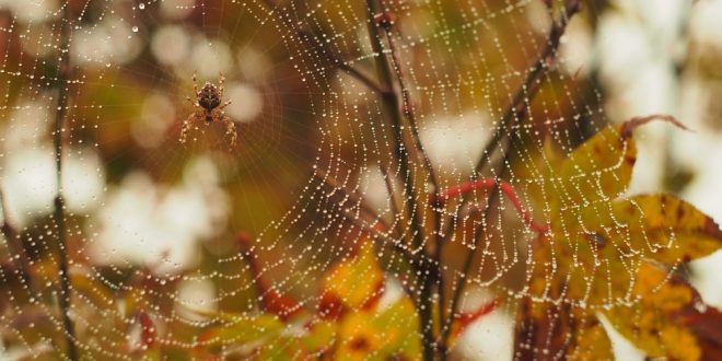 Pest Control Checklist - Croach - Kirkland, WA - Spider on web and fall leaves