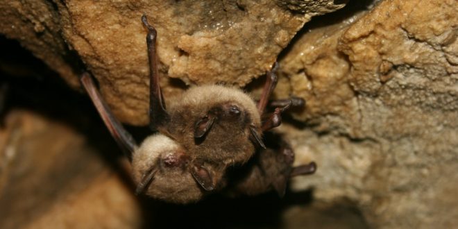 Pest Control - Croach - Kirkland, WA - Brown Bats in Cave