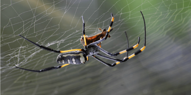 Spider Pest Control - Croach - Kirkland, WA - Black Yellow Red Spider in Web