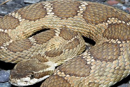 Northern Pacific Rattlesnake - Washington - Croach Pest Control - Venomous Snakes