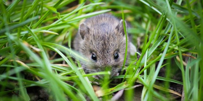 Pest Control - Croach - Kirkland, WA - Fall Pests - Field Mouse