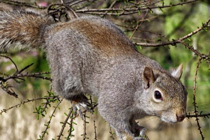 Rodent Control - Croach - Kirkland, WA - Squirrels - Gray squirrel in tree
