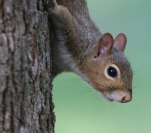 Pest Control Checklist - Croach - Kirkland, WA - Squirrels - Squirrel peering from side of tree