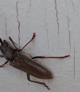 December Pest Control - Croach - Kirkland, WA - Bug in the house