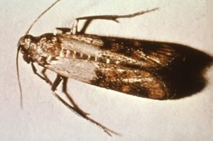 Pantry Pest Control - Croach - Kirkland, WA - Indian Meal Moth