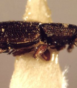 Pantry Pest Control - Croach - Kirkland, WA - Sawtooth Grain Beetle on Grain