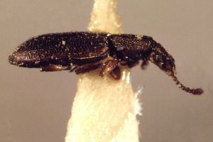 Pantry Pest Control - Croach - Kirkland, WA - Sawtoothed Grain Beetle