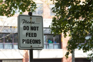 Pest Control - Croach - Kirkland, WA - Do Not Feed Pigeons Sign