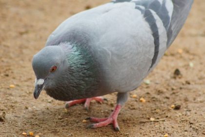 Pest Control - Croach - Kirkland, WA - Pigeons