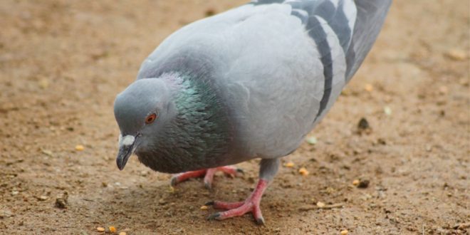 Pest Control - Croach - Kirkland, WA - Pigeons
