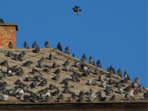 Pest Control - Croach - Kirkland, WA - Pigeons on roof