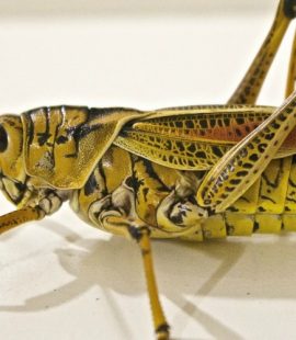 Pest Control Treatment- Croach - Kirkland, WA - Closeup of Locust