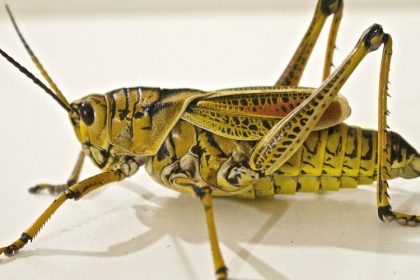 Pest Control Treatment- Croach - Kirkland, WA - Closeup of Locust