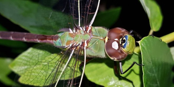 Pest Control - Croach - Kirkland, WA - Colorful Dragonfly