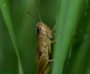 Pest Control Treatment - Croach - Seattle, WA - Locust on blade of grass 
