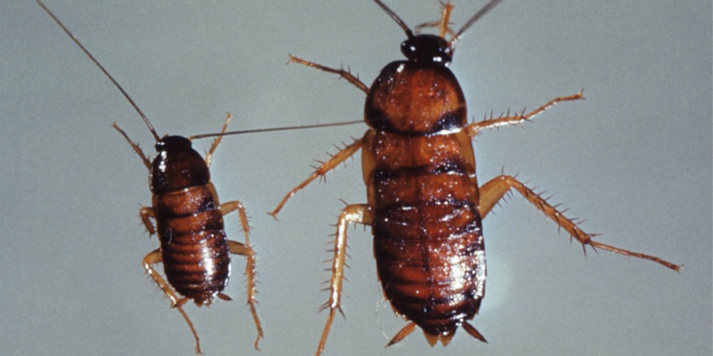 Cockroach Control Croach Kirkland WA Close Up Of Two Cockroaches 1000x500 