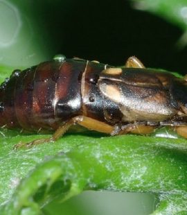 Earwig Pest Control - Croach - Kirkland, WA - Earwig on a leaf