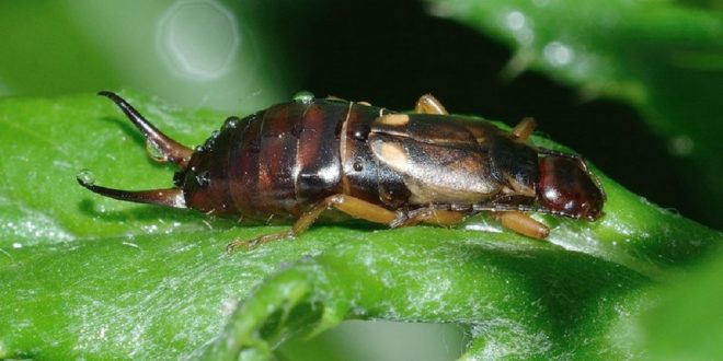 Earwig Pest Control - Croach - Kirkland, WA - Earwig on a leaf