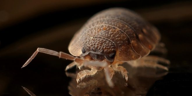 Pest Control - Croach - Kirkland, WA - Bed Bug