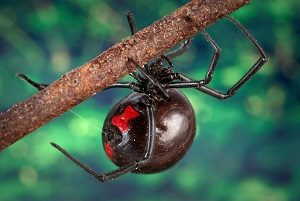 Spider Control - Croach - Spring Pest Control - Black Widow