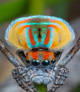 Peacock Spider - Croach Spider Control
