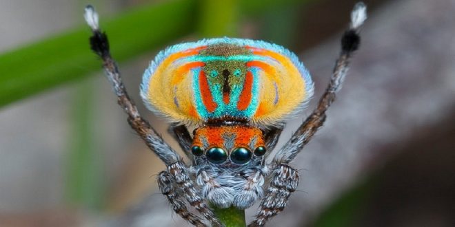 Peacock Spider - Croach Spider Control