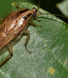 Pest Control - Croach - Kirkland, WA - Spring Time Pests - Cockroach on green leaf