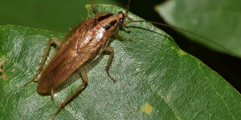 Pest Control - Croach - Kirkland, WA - Spring Time Pests - Cockroach on green leaf