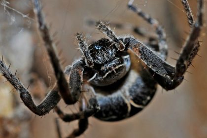 Spider Prevention - Croach - Kirkland, WA - Black spider hanging from web