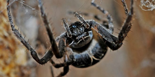 Spider Prevention - Croach - Kirkland, WA - Black spider hanging from web