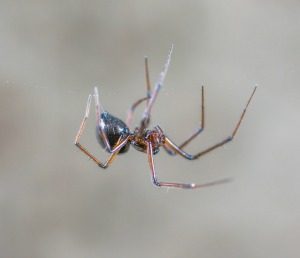 Spider Prevention and Control - Croach - Kirkland, WA - Small spider hanging from web