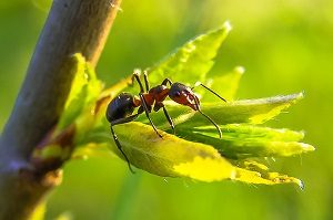 Ant Control - Croach - Kirkland, WA - Fire Ant on leaf