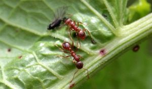 Pest Control - Croach - Kirkland, WA - Spring Pests - Ants on green leaf