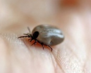 Pest Control - Croach - Kirkland, WA - Ticks - Closeup of adult tick on hand