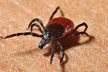 Pest Control - Croach - Kirkland, WA - Ticks - Closeup of black legged tick