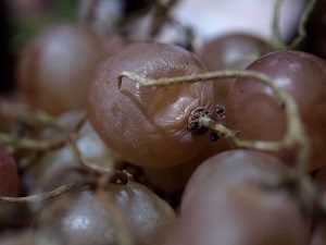 Pest Control Service - Croach - Kirkland, WA - Pest Management Month - Remember Grapes and sugary foods attract ants