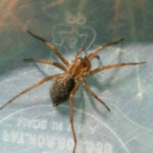 Spider Control - Croach - Gig Harbor WA- Spring Pests - Hobo Spider
