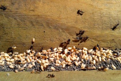 Ant Control - Croach - Boise, ID - Ant Colonies