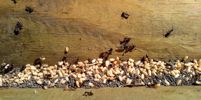 Ant Control - Croach - Boise, ID - Ant Colonies