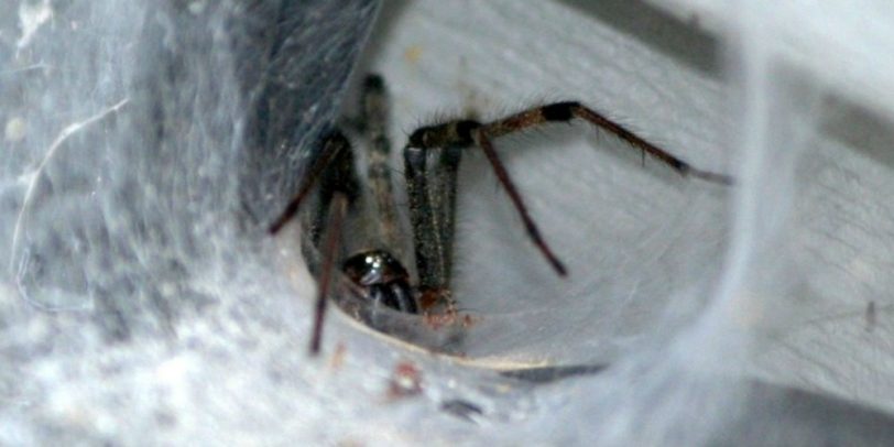 Pest Control Company - Croach - Kirkland, WA - Spider web on siding